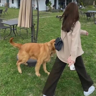 疯狂的兔子